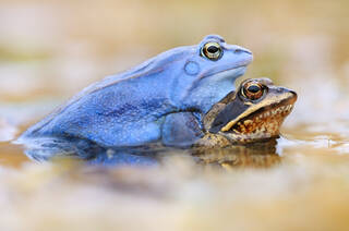 Blauer Frosch sitzt auf braunem Frosch im Wasser