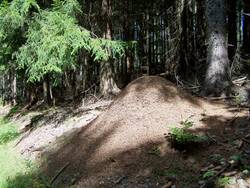 Ein großer halbbeschatteter Ameisenhügel im Wald. Die mit dem Sonnenlauf wandernde Beschattung von Ameisennestern ist für die Krabbler lebenswichtig. Auf Borkenkäferschadflächen fehlt den Ameisen die Fichte: Als Hitzeschutz und Nahrungsgrundlage. Quelle: Dr. Horst Sprossmann