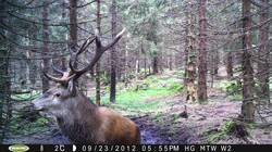 Dieser kapitale Hirsch löste eine ThüringenForst-Wildkamera aus. Stangensammler sind auf seine imposanten Geweihstangen aus. Quelle: ThüringenForst-AöR