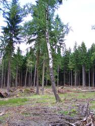 Birke auf Freifläche