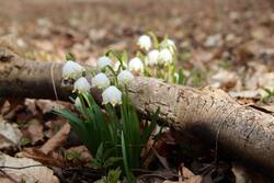 Durch wintertrockenes Laub und dürre Äste streckt sich der Märzenbecher in vielen Laubwäldern Thüringens Richtung Frühjahrssonne. Quelle: ThüringenForst-AöR