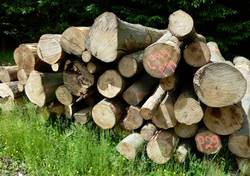 Das gestohlene Diebesgut sollte zu Brennholz verarbeitet werden. Foto: Hessen-Forst
