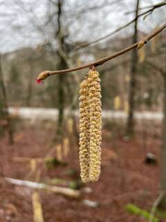 An der Gemeinen Hasel (Corylus avellana) erscheinen männliche und weibliche Blüten zugleich. Quelle: Jan Preller, Wald und Holz NRW