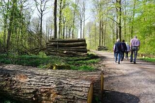 Wanderer auf einem Waldweg neben Holzpoltern