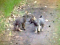 Ein Screenshot aus dem Video zeigt Wolfswelpen auf dem Truppenübungsplatz Munster in der Lüneburger Heide.